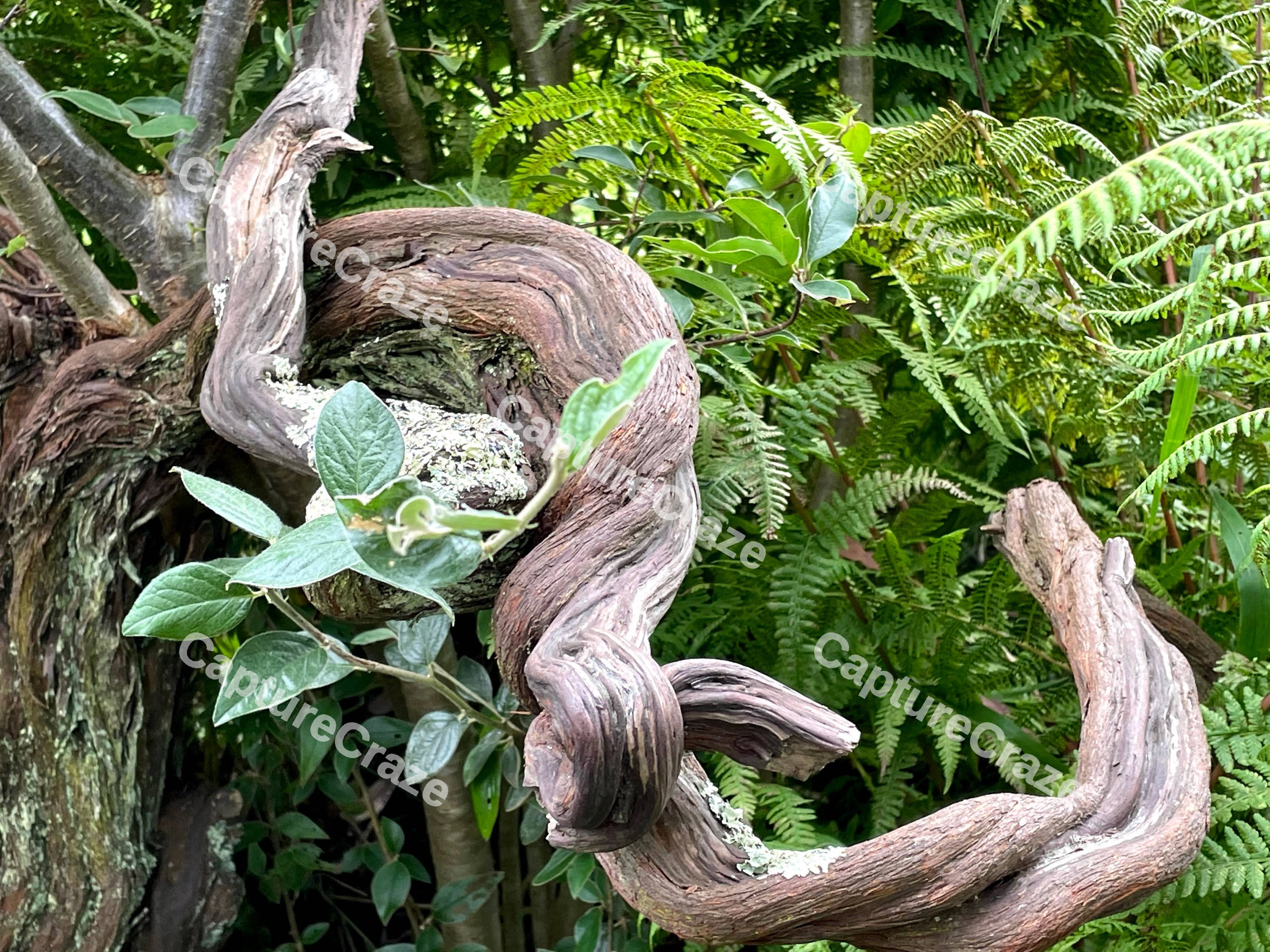Plants And Foliage